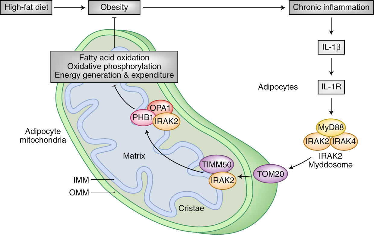 Why Your Cells Stop Making Energy — and Why That’s Not a Mistake